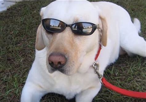 Don't forget a side of the special cane's sauce — a savory mix that packs extra flavor into every bite. Iconic Rasing Canes Mascot, Raising Canes II, Dies