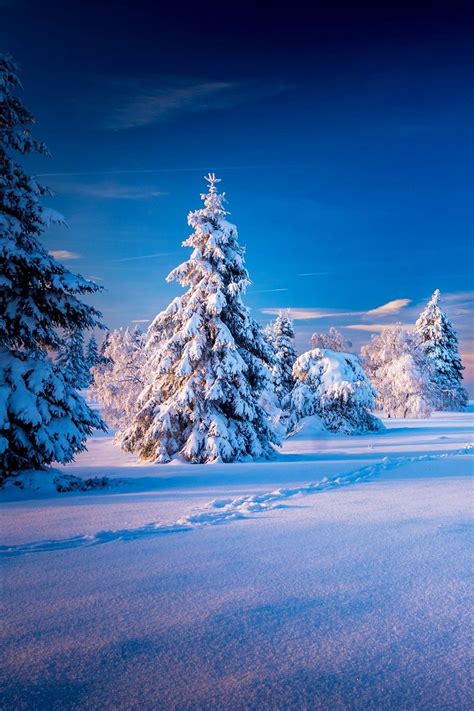 Beautiful Forest Beautiful Places Winter Wonderland Background