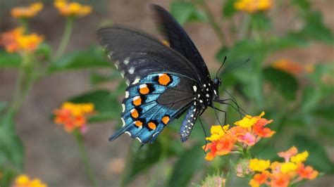 Butterfly With Blue Yellow And Black Color Is Standing On