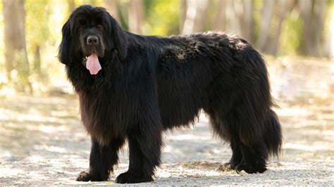 15 Big Fluffy Long Haired Black Dog Breeds W Pictures