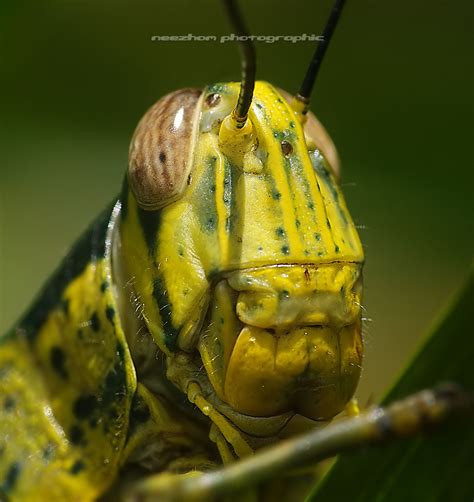 30 Great Macro Photography Of Insects Face ~ Weird And Wonderful News