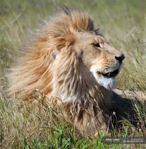 Portrait Of Majestic Male Lion Head — Close Up Animals In The Wild