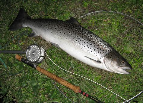 Night Fishing For Sea Trout