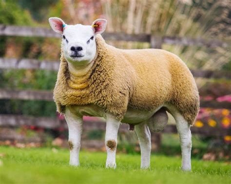 Texel Sheep History Characteristics