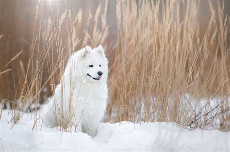 Samoyed Dog On The Snow Stock Photo Image Of Season 13432200