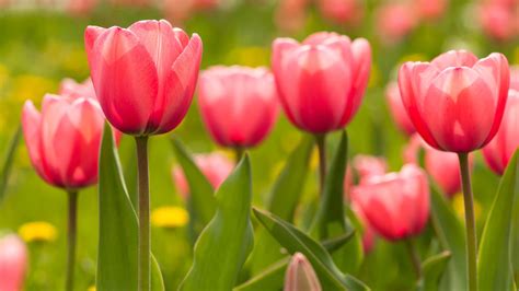The seed pods and branches of our tulip poplar tree were displayed with a beautiful sunrise sky this morning. How to Plant Tulip Bulbs - Plant Instructions