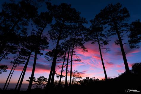 A Sunset In The Trees Mujahids Photography