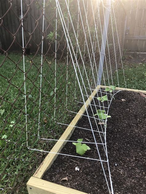Lil Homemade String Trellis Well See How These Cucumbers Like It R