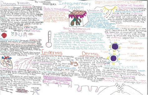 Skin Integumentary System Concept Map