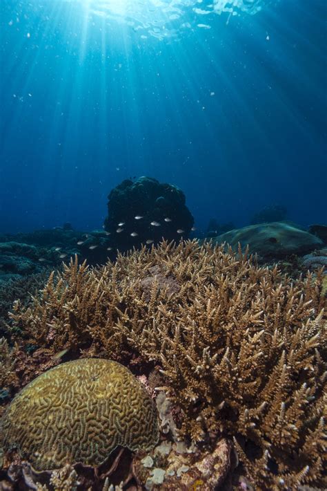 Coral Reefs Of Papua New Guinea Smithsonian Photo Contest Smithsonian Magazine