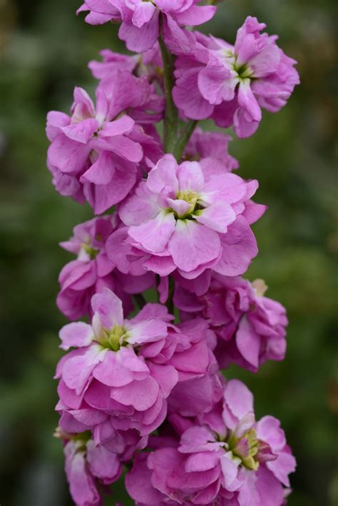 Matthiola Incana Traditional Field Grown Column Stock Rose Pink