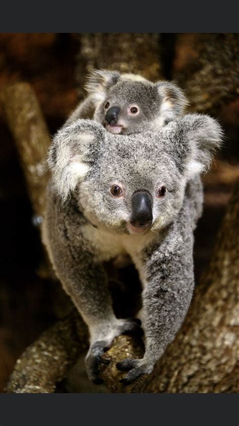 Pin By Mariposa 🦋 On Cute Animals In 2020 Koala Bear