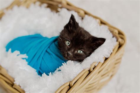 Newborn Black Kitten Wrapped Newborn Kittens Kitten Kitty