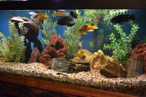 Freshwater Best Large Aquarium 50 Gallons Welcome To The