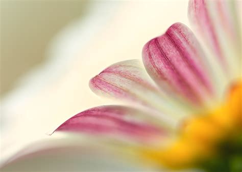 Selective Focus Photography Of Pink And White Petaled Flowers Daisy Hd