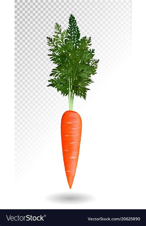 Vector Realistic Orange Carrot Isolated On Tranparent Background