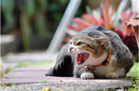 Aggressive Behavior Everything You Need To Know About Feline