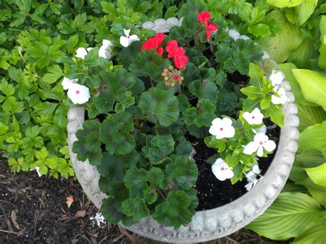 Panoply Plan Now Annual Flower Container Ideas