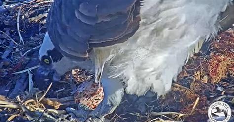 Richmonds Rosie The Osprey Lays First Egg Of Season In Ongoing Reality