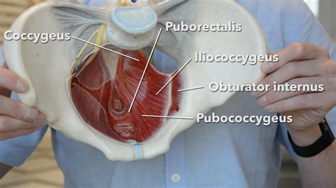 Leg And Pelvis Muscle Anatomy