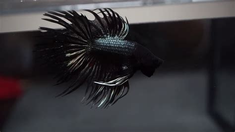 Glittery Black Orchid Crowntail Cthm Betta Youtube