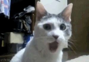 The pop pop cat meme gif. Funny Cat Gifs 2021: Best, Cool, Funny