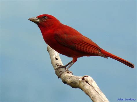 Lowland Hepatic Tanager Piranga Lutea A Photo On Flickriver