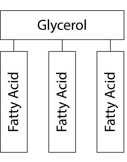 Structure Of Fatty Acid And Glycerol