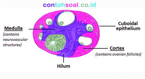 Search the world's information, including webpages, images, videos and more. Fungsi Ovarium - Pengertian, Bagian, Struktur dan Gambar