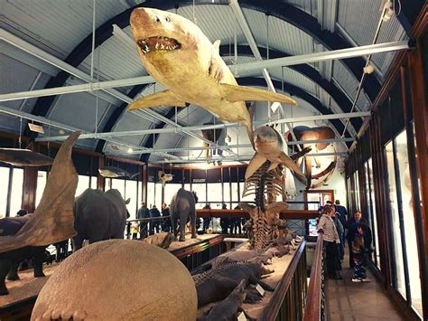Why You Should Visit The Tring Natural History Museum