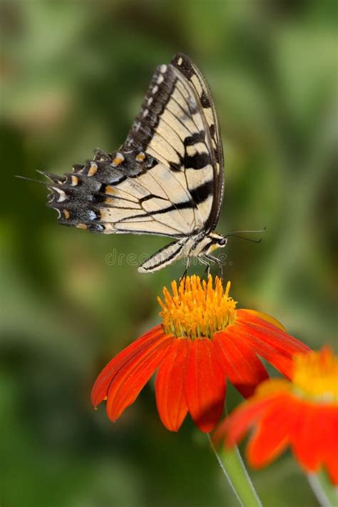 Tigre Orientale Swallowtail Fotografia Stock Immagine Di Natura