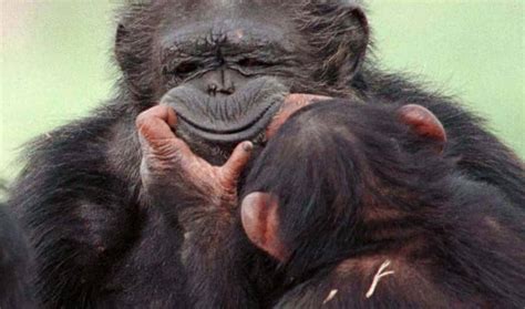 5 Ways Chimpanzees Are More Like Us Than You Think