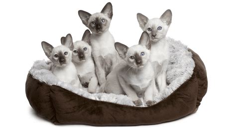 Fun Facts About The Siamese Cat Breedif You Please