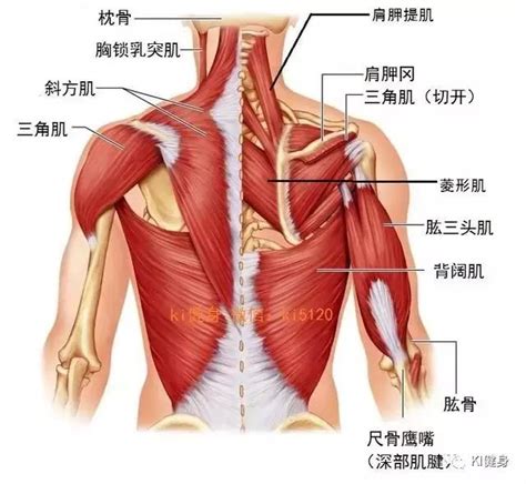 Muscles of the back are divided into superficial, intermediate, and deep muscles, superficial muscles are associated with movements of the shoulder, intermediate muscles are associated with movements of the thoracic cage. 背部常用肌肉2 - 每日頭條