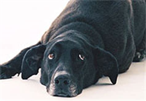 labradane mixed breed dog  dog encyclopedia dogs  depthcom