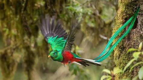 Escucha El Canto Del Quetzal Una De Las Aves Más Hermosas Del Mundo