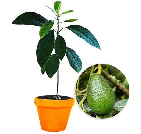 Buy Butter Fruit Plant Avocado In India From Econut Plants