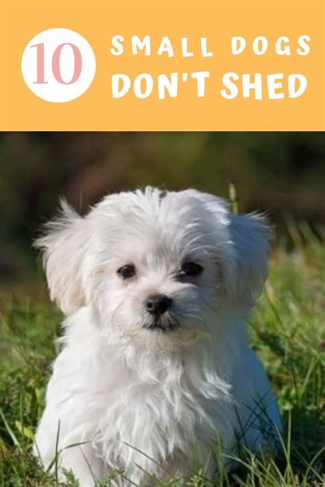 The amount of exercise they need will definitely vary from dog to dog (as with any breed), but a couple walks a day and some playtime indoors is typically sufficient. Small dogs that don't shed perfect for that allergy to dog ...