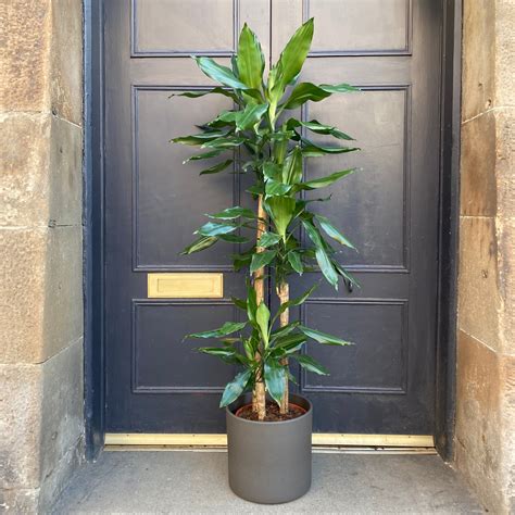 Maybe you would like to learn more about one of these? Dracaena steudneri - grow urban.