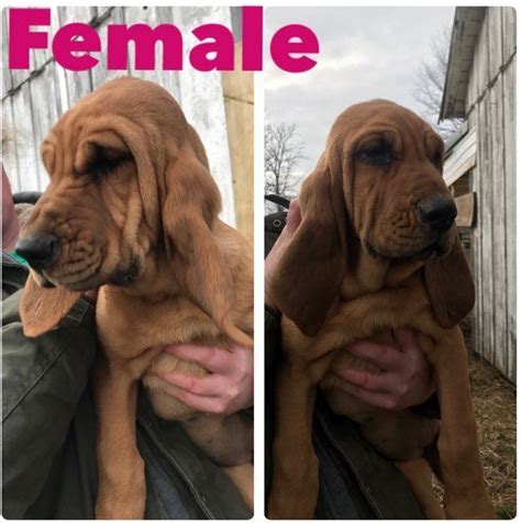 Search through thousands of dogs for sale and puppies for sale adverts near me in the usa and europe at animalssale.com. Bloodhound Puppies For Sale | Carlisle, KY #316711