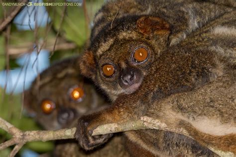 Eastern Woolly Lemur Big Fish Expeditions