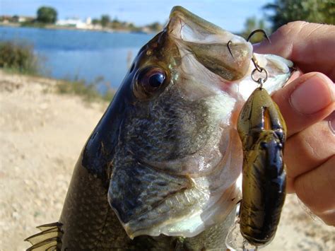Caza Y Captura La Guía Definitiva Para La Pesca Del Black Bass Parte