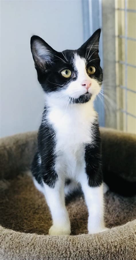 Jake AAA - Animal Adoption Agency