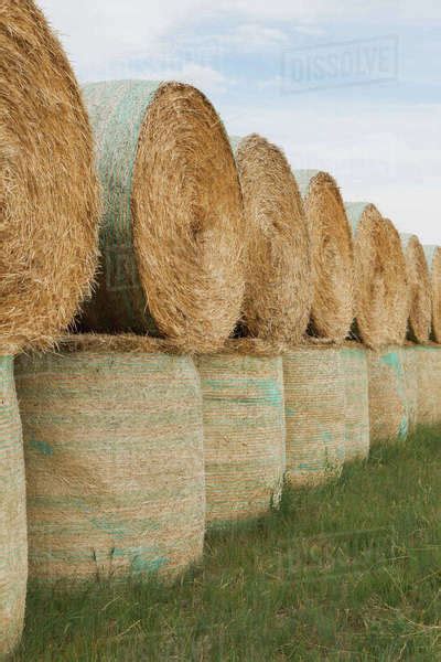 Wrapped Round Stacked Hay Bales On The Prairie At Harvest Time In