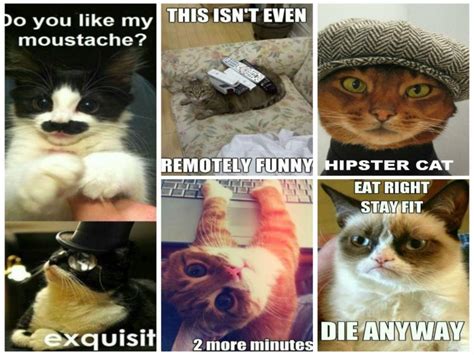 Cat Meme Quote Funny Humor Grumpy 92 Wallpapers Hd