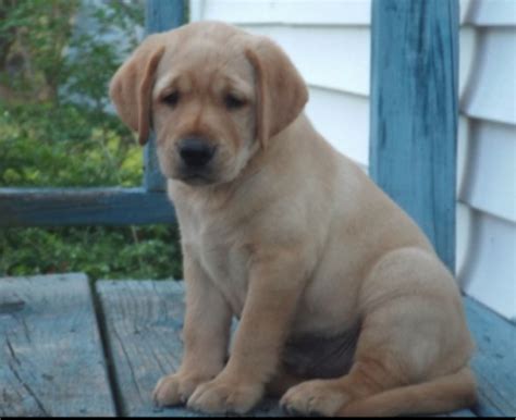 Willow moon is a labrador retriever breeder located in cleburne, texas. Labrador Retriever puppy dog for sale in Houston, Texas