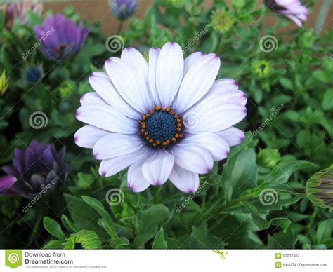 White And Purple African Daisy Flowers Osteospermum Stock Image