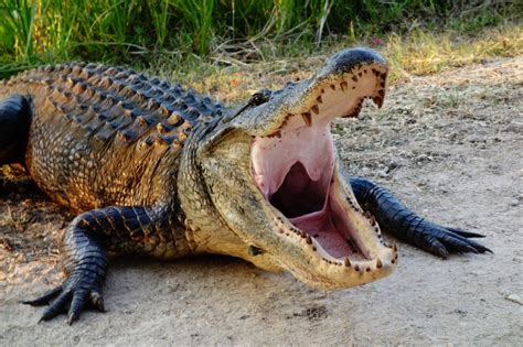 Monster Alligator Filmed Hunting Down Gator Tenth Of Its Size At Zoo