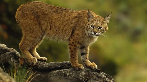 Bobcat Los Padres Forestwatch