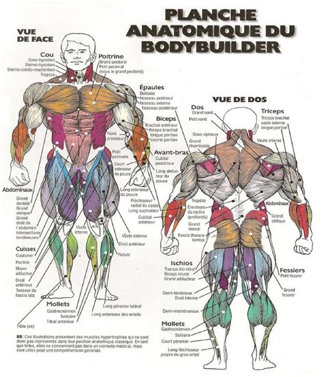 Planche Anatomique Des Muscles Du Corps De 21° Partie Des Exercices De